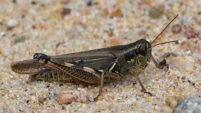 North American Spur-throated Grasshopper (Melanoplus sp.) - Algonquin Provincial Park 2019-09-20