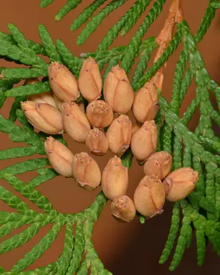 Northern Whitecedar (Thuja occidentalis) - Algonquin Provincial Park, Ontario 2019-09-20