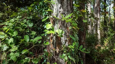 USA - Florida - Topsail Hill Preserve State Park - 53438915819