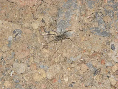 Arctosa littoralis
