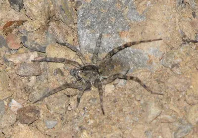 Arctosa littoralis (cropped)