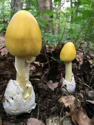 Amanita banningiana Tulloss nom. prov 634734 2016-07-11