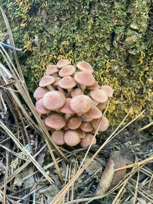 Desarmillaria caespitosa 318693139