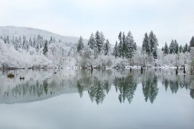 Frozen trees reflecting on pond, Coastal Range, Oregon - Flickr - Bonnie Moreland (free images)