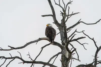 Haliaeetus leucocephalus - Bailey Duncan - 612249497