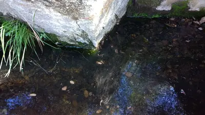 WR120 Trough With Wet Debris (33746612252)