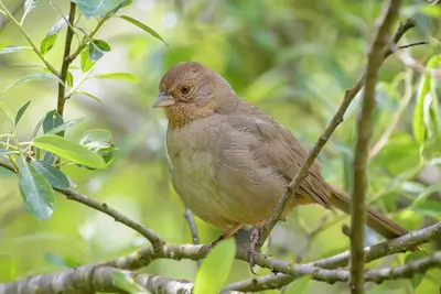 California Towhee (46771481015)