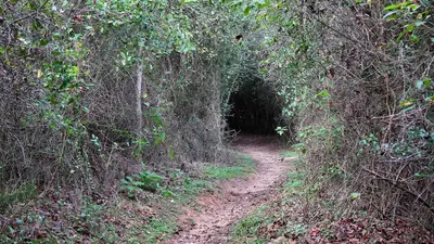 Trail Tunnel Lake Somerville SP Texas 2023