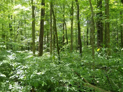 Forest by the Campsite 1 - panoramio