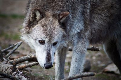 McKinley the wolf (standing)