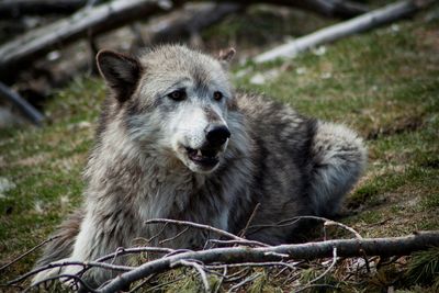 McKinley the Wolf