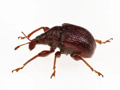 Himatolabus pubescens