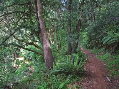 Samuel Taylor State Park. Excellent trail along Devil's Gulch. - panoramio