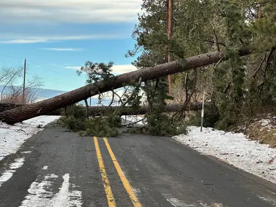 Fallen tree on US 30 (52608825536)