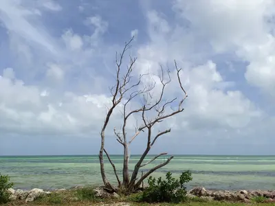 Dead Tree - panoramio (3)