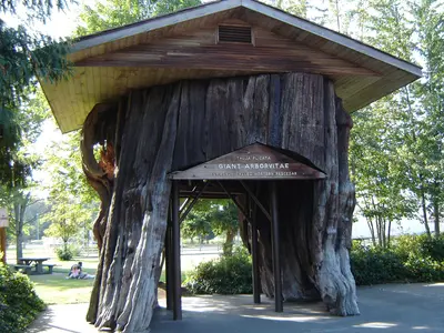 Giant Arborvitae Stanwood WA - panoramio