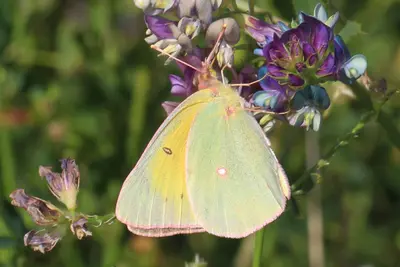 Colias christina 12874773