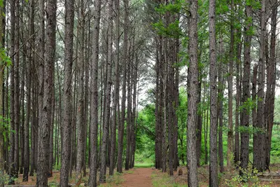 Trees Martin Creek Lake State Park Texas 2025