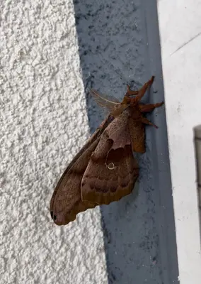 Polyphemus Moth in Santa Cruz