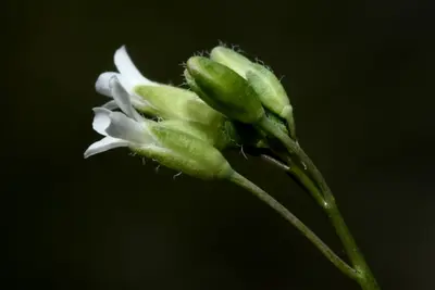 Boechera fendleri - Flickr - aspidoscelis (8)