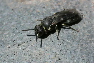 Eumeninae - Flickr - aspidoscelis (2)