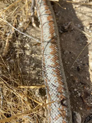 Lichanura orcutti 123503847