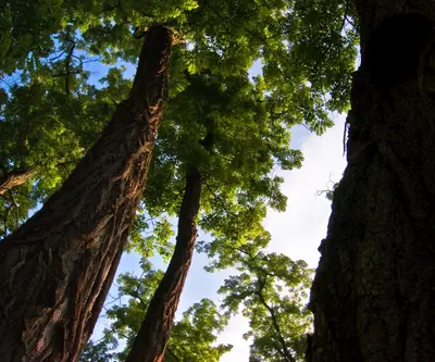 Trees - panoramio - FishSpeaker