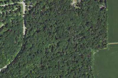 White Oak