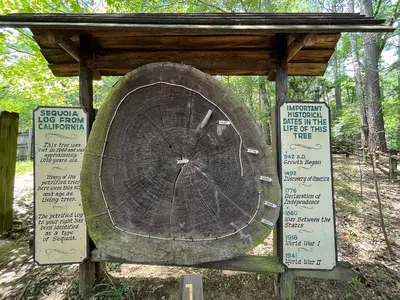 Mississippi - Mississippi Petrified Forest - 20220718133210
