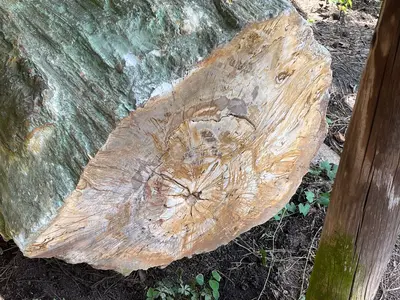 Mississippi - Mississippi Petrified Forest - 20220718133134