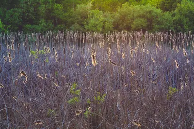 Sunset at William O'Brien State Park - Minnesota (34223163703)