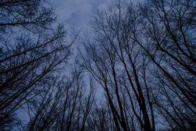 Plane overhead - winter (38583385714)