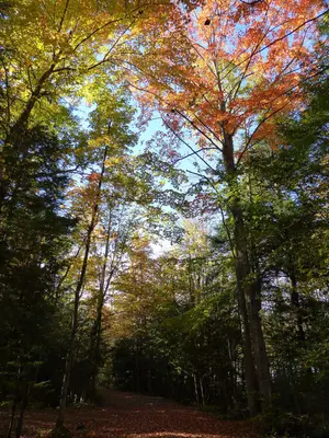 Sibbald Point Provincial Park - woods (2)