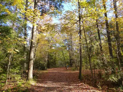 Sibbald Point Provincial Park - woods (1)