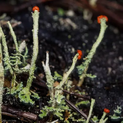 Cladonia macilenta 2715105