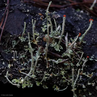Cladonia macilenta 2715141