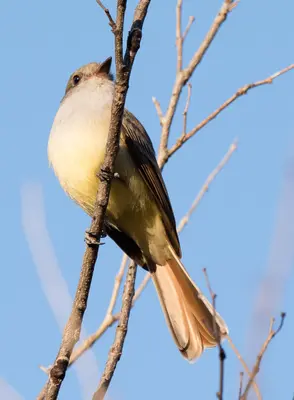 A Flycatcher (134342241)