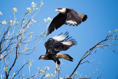 Caracaras Taking Off (133214859)