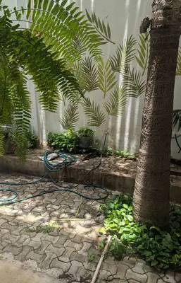 Fronds, Tulum QR