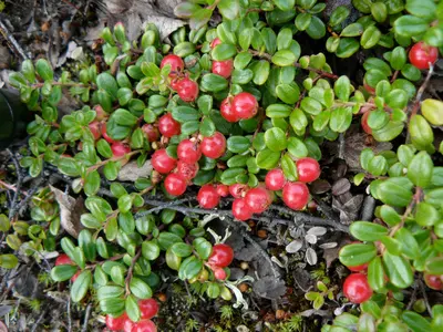 Vaccinium vitis-idaea var minus Denali AK