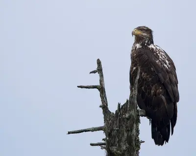 Bald Eagle (Haliaeetus leucocephalus) (2283369574)