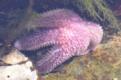 Asterias sp. - Crow Head, Newfoundland 2019-08-15