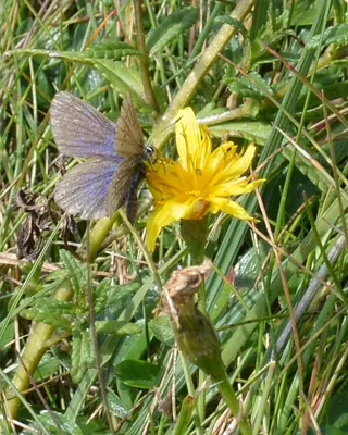 Northern Blue (Plebejus idas) on Autumn Hawkbit (Scorzoneroides autumnalis) - Crow Head, Newfoundland 2019-08-15