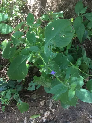 Ruellia galeottii