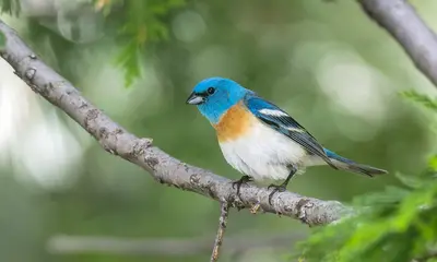 Lazuli Bunting (m) (52168473788)