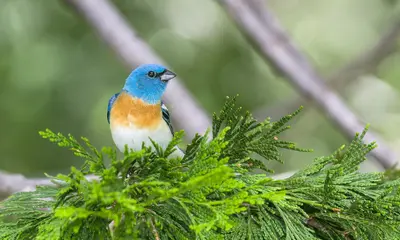 Lazuli Bunting (m) (52168466371)