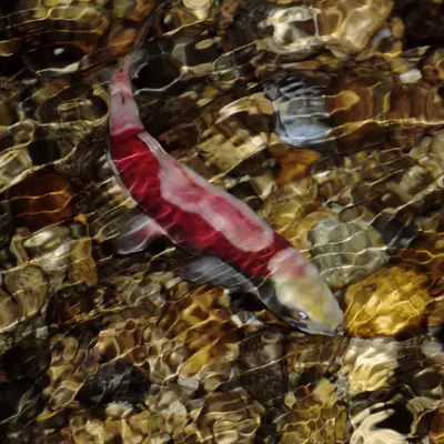Salmon (4294060450)