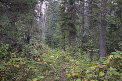 Nyack Creek Trail (51578341485)