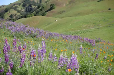 Poppies and Lupines in Sunol 2