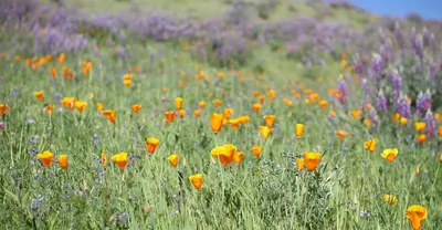 Poppies and Lupines in Sunol